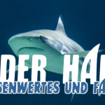 Der Hai – Wissenswertes und Fakten!