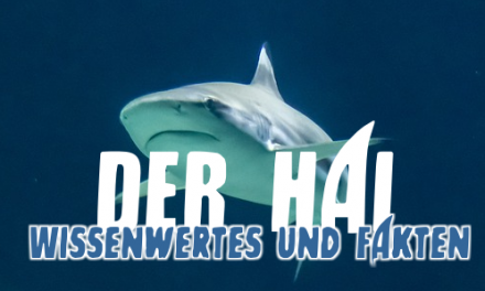 Der Hai – Wissenswertes und Fakten!